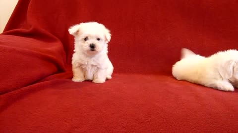 PUI DE BICHON MALTESE 0725758099