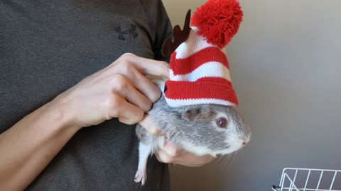 Christmas guinea pigs!