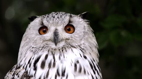 Awesome view of animal life, Owls life at night