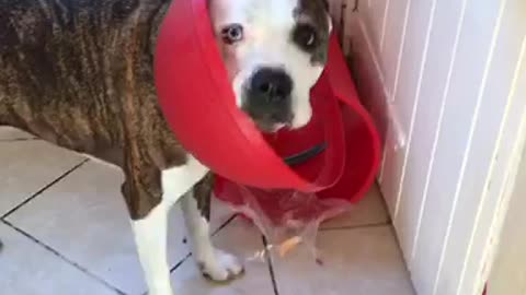 Dog caught in the bin