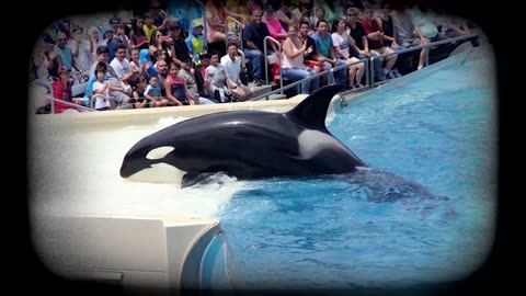 Here's Why SeaWorld Trainers DON'T Swim with Killer Whales