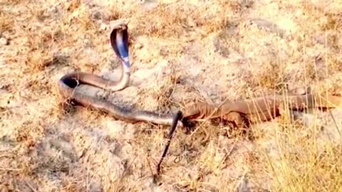 King cobra Vs lizard #wildanimals #kingcobra #snake #lizard #animals