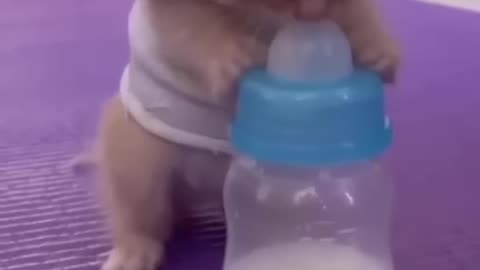 Baby Cat drunk a milk