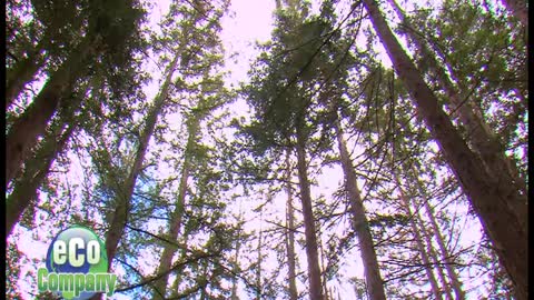 Planting Redwoods