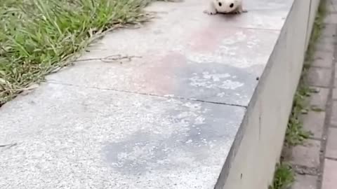 Cute Sugar Glider Pet in home