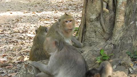 Funny animals# Amazing Baby monkey ! Adorable baby monkeys playing together#111#love animals.