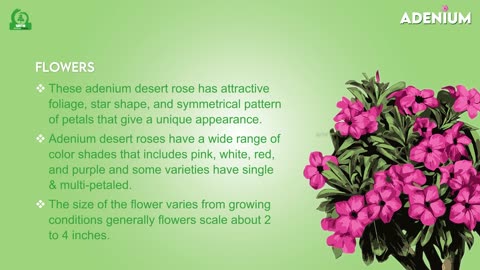 Adenium (Desert rose plant)