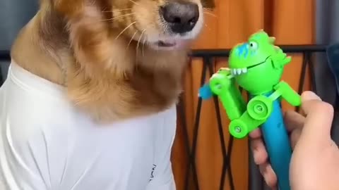 Dog: Just because I'm good natured doesn't mean I won't bite! Funny dog video