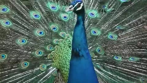 The peacock