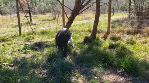 Goat Tangles with Tetherball