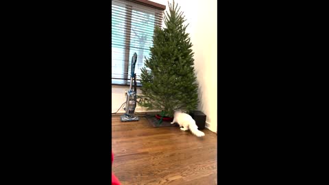 Automated Tree Protection From Cats