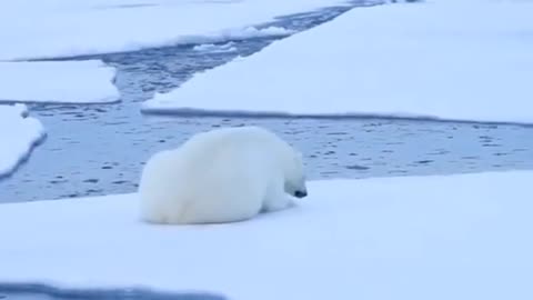 polar Bears