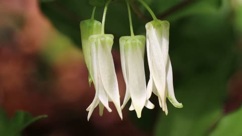 Hooker's Fairybells