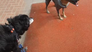 Statue Makes Dog Suspicious