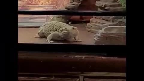 Dancing Bearded Dragon