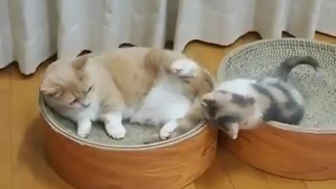 Awesome Kittes😹#51 | Viral Clips | Pet Life | #shorts #short #viral #tranding #popular #cat