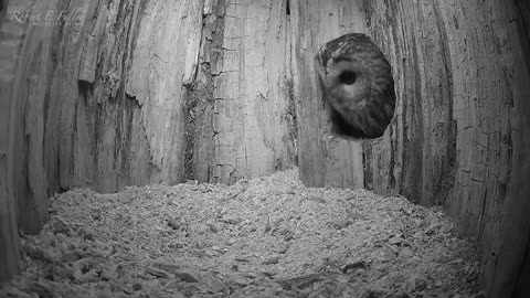 Tawny Owl Luna's Tragic Loss Has a Happy Ending🦉