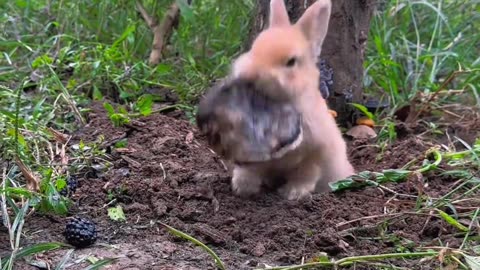 The little bunny's angry expression is just too adorable.