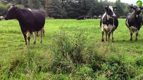 Cows mooing, Cow video