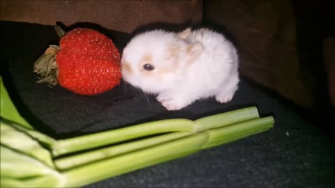 Cute Rabbits Eating