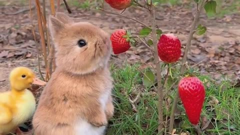 Adorable Bunny Bliss: Delightful Rabbit Devours Juicy Strawberry!