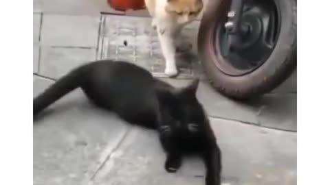 Funny video cat and dog