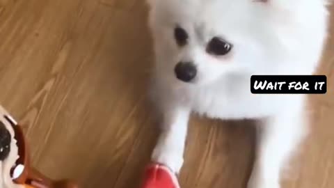 Dog Pranked by Owner