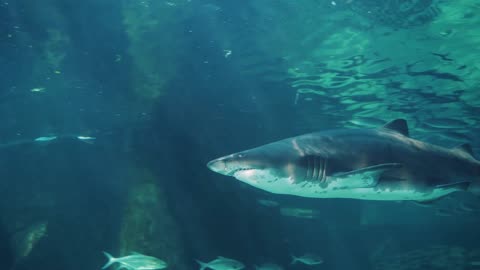 Sea Predators Swimming Under water