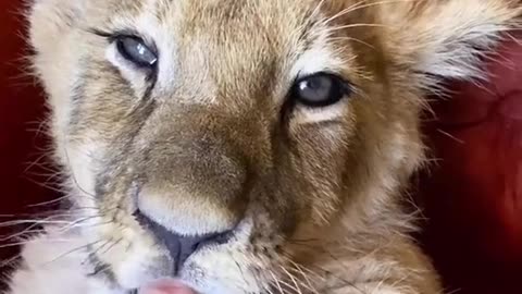 For the first two months of life, #lion_cubs eat only milk. #friendship #animals #wild_life