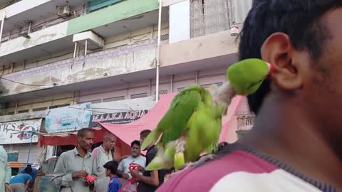 Baby parrot bite the man ear