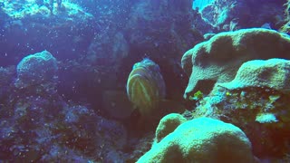 Large grouper fish gets facial from long legged shrimp