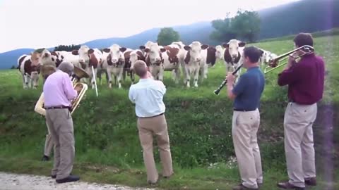 Watch how animals respond to musicians