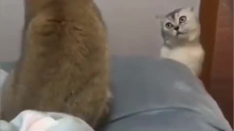 Funny Cats