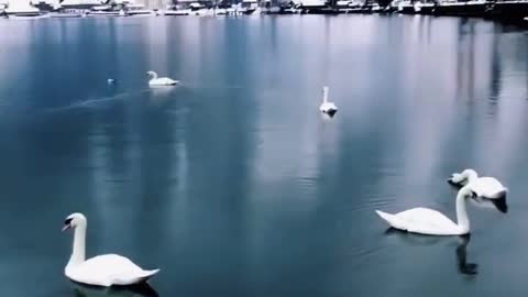 swan