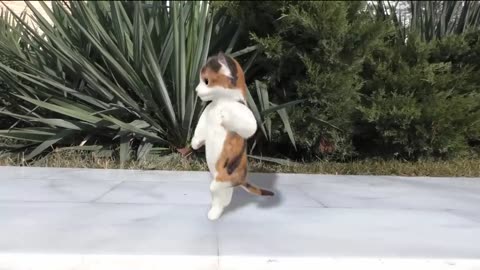 Dancing with style