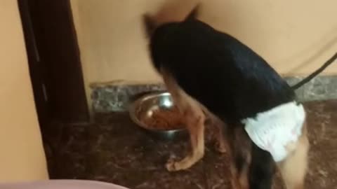 My Pet Video