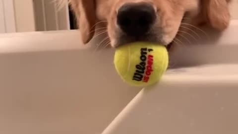 Funny video dog ,