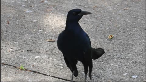 Black Bird at a Rest Stop Showing Off for the Camera