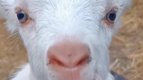 Goat kid sound funny video must watch #petlover #viralshort #animalvideo