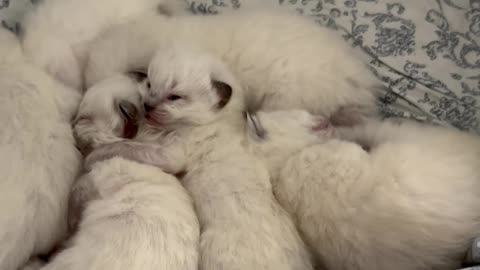 Litter of Newborn Kittens Sleep Together