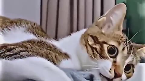 Funny Animal Video which will make your day