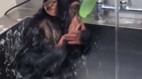 Episode #13 Baby Gorilla Bath In Bathroom Viral Video