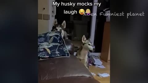 Funniest Cats And Dogs Videos 😁 - Best Funny Animal Videos 2024 🥰#1