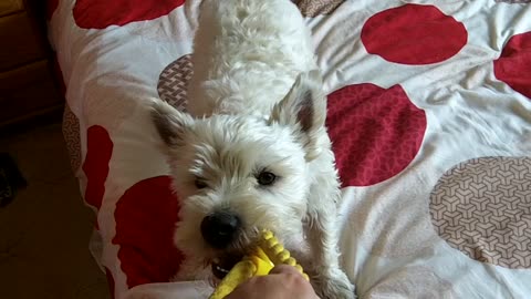 Doggie Diaries #04 - playing with a new toy