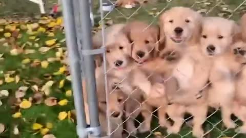 Hilarious Videos Of Puppies!