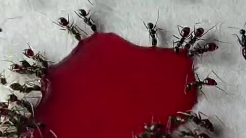 Ants with Liquid Candy