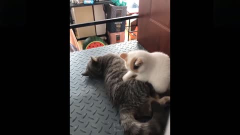 These Might be the most Adorable Pets on Tik Tok 💗_3