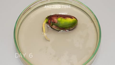 JACKFRUIT TREE Growing From Seed - Time Lapse