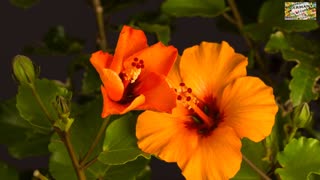 hibiscus bloom blossom