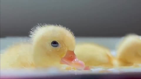 Cute Ducks Enjoying